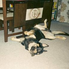 Schæferhund King *R.I.P*