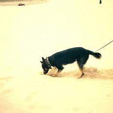 Schæferhund King *R.I.P*