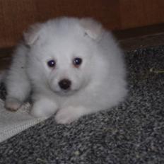 Blanding af racer Bamse