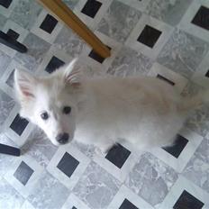 Blanding af racer Bamse