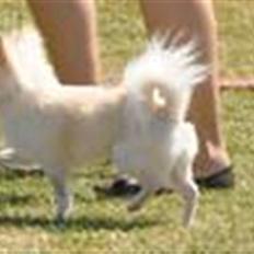 Chihuahua "Hermes" DKCh. 