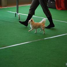 Chihuahua "Hermes" DKCh. 