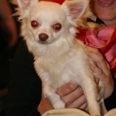 Chihuahua "Hermes" DKCh. 