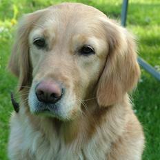 Golden retriever Fanny