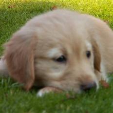 Golden retriever Fanny