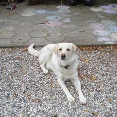 Blanding af racer Tilde <3 *R.I.P*