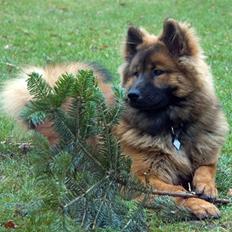 Eurasier Spike