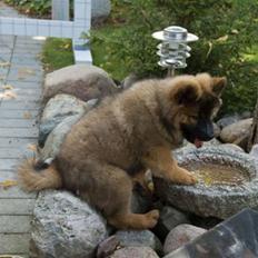 Eurasier Spike