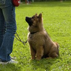 Eurasier Spike