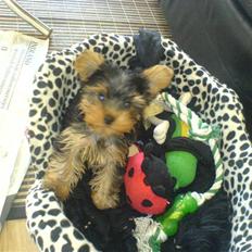 Yorkshire terrier Brutalis