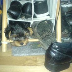 Yorkshire terrier Brutalis