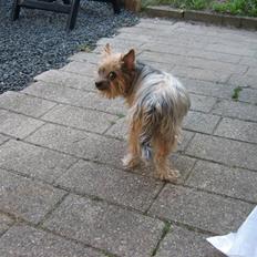 Yorkshire terrier Dino DØD  d. 23/9-07 :(