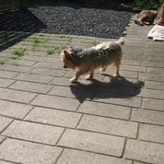 Yorkshire terrier Dino DØD  d. 23/9-07 :(