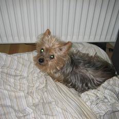 Yorkshire terrier Dino DØD  d. 23/9-07 :(