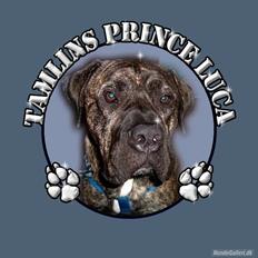 Dogo canario Tamlis Prince Luca R.I.P