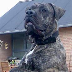 Dogo canario Tamlis Prince Luca R.I.P