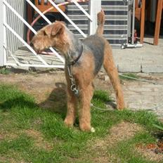 Airedale terrier Mille død:(
