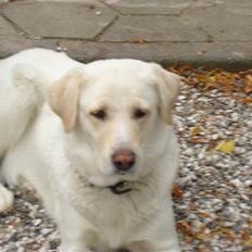 Blanding af racer Tilde <3 *R.I.P*