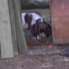 Kleiner münsterländer Zenta