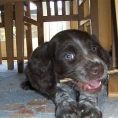 Kleiner münsterländer Zenta