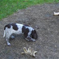 Kleiner münsterländer Zenta