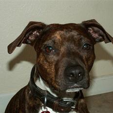 Blanding af racer Ida 