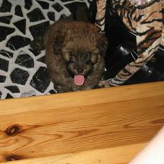 Norfolk terrier Skipper