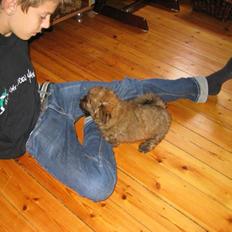 Norfolk terrier Skipper