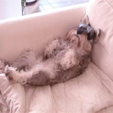 Dvaergschnauzer Figo ( ferdinand )