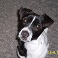 Dansk svensk gaardhund Aslan