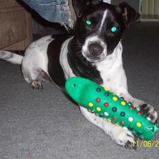 Dansk svensk gaardhund Aslan