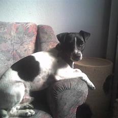 Dansk svensk gaardhund Aslan