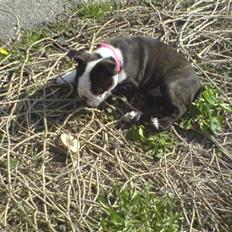 Boston terrier Rosa