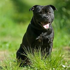 Staffordshire bull terrier zacco