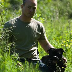 Staffordshire bull terrier zacco