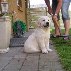 Golden retriever Marco