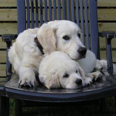 Golden retriever Marco