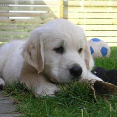 Golden retriever Marco