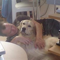 Golden retriever Basse