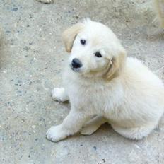 Blanding af racer Teodor