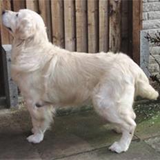 Blanding af racer Teodor