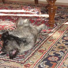 Cairn terrier Carlos