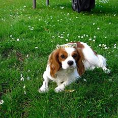 Cavalier king charles spaniel Bella Rosa