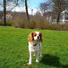 Cavalier king charles spaniel Bella Rosa