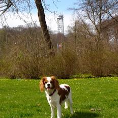 Cavalier king charles spaniel Bella Rosa