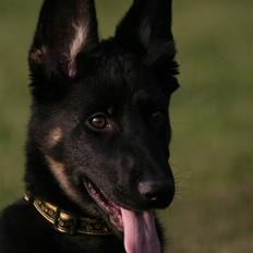 Schæferhund Sportshund Zitha
