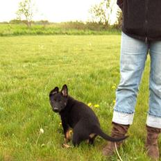 Schæferhund Sportshund Zitha