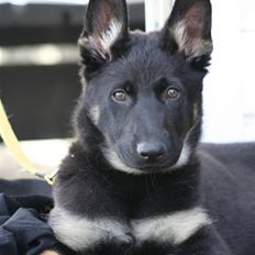 Schæferhund Sportshund Zitha