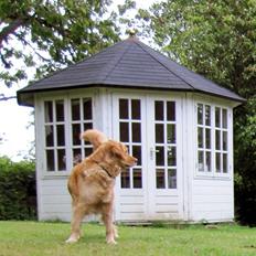 Golden retriever Tikki