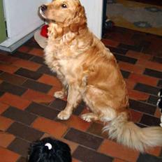 Golden retriever Tikki